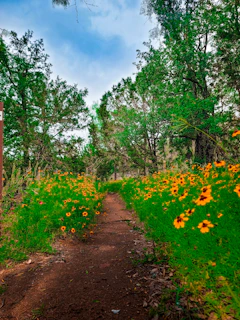 A winding trail through the forest with colorful wildflowers lining the path.