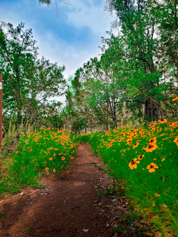 A winding trail through the forest with colorful wildflowers lining the path.