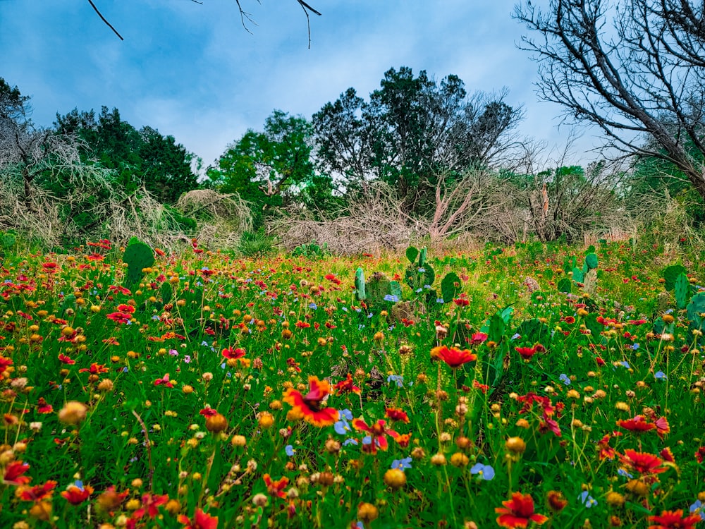 a field of wildflowers and cactus plants with trees in the background