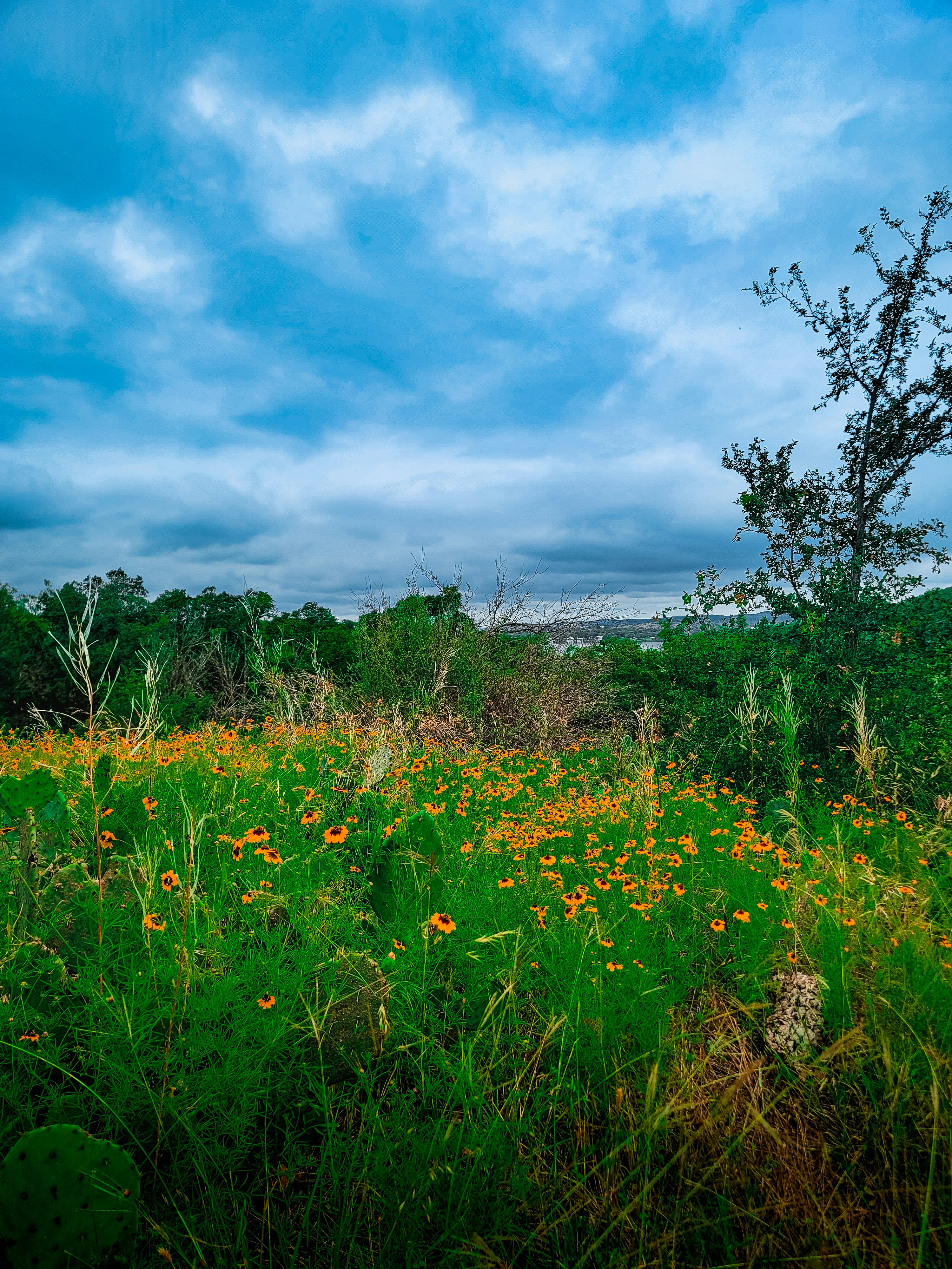 a field of wildflowers under a cloudy blue sky