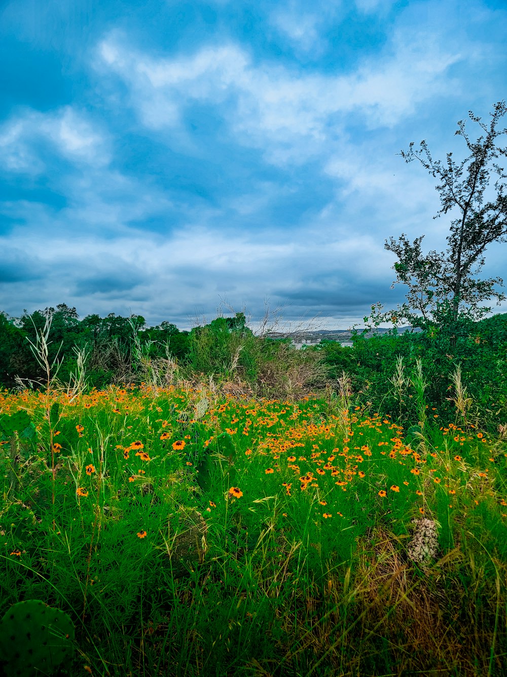 a field of wildflowers under a cloudy blue sky