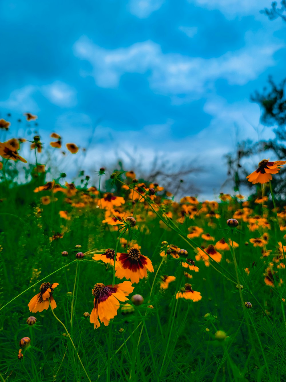 a field full of yellow flowers under a cloudy blue sky