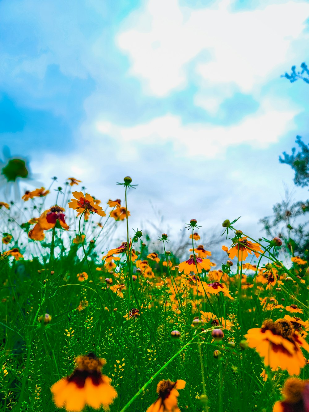 a field full of yellow flowers under a cloudy blue sky