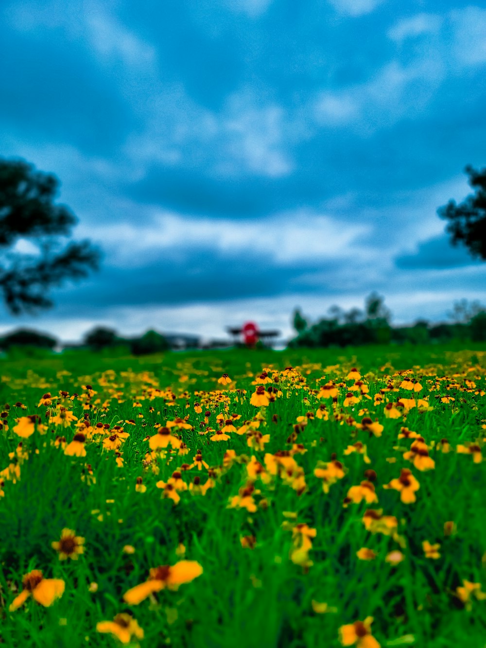 a field full of yellow flowers under a cloudy sky