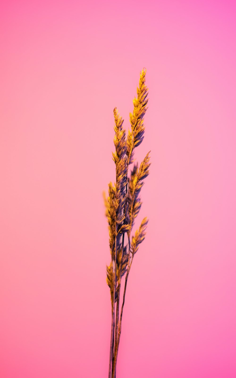 a close up of a plant against a pink background