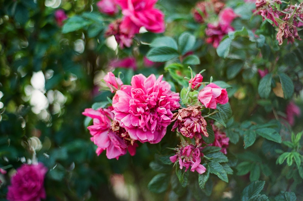 a bush of pink flowers with green leaves