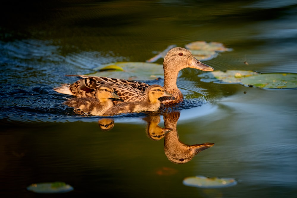 a mother duck and her ducklings swimming in a pond