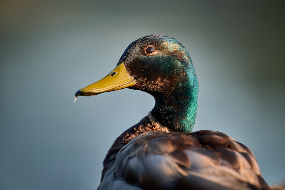 a close up of a duck with a blurry background