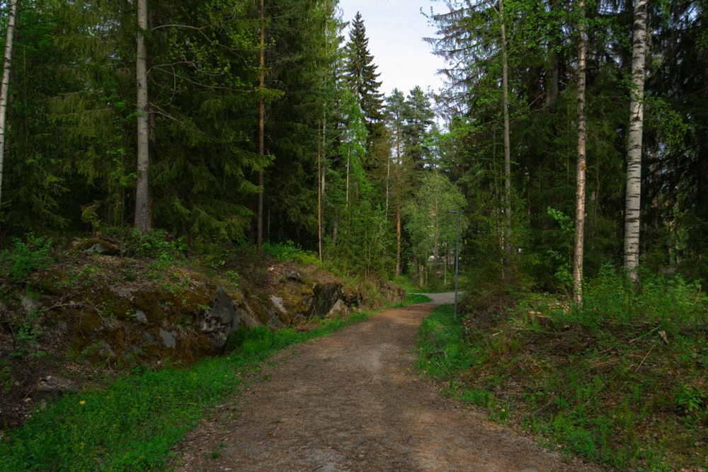 a dirt road in the middle of a forest