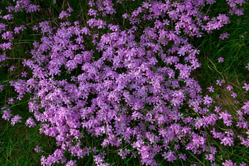 a bunch of purple flowers that are in the grass