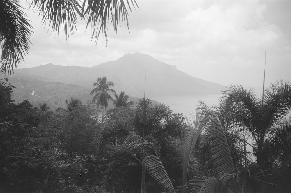 Una foto in bianco e nero di alberi e montagne