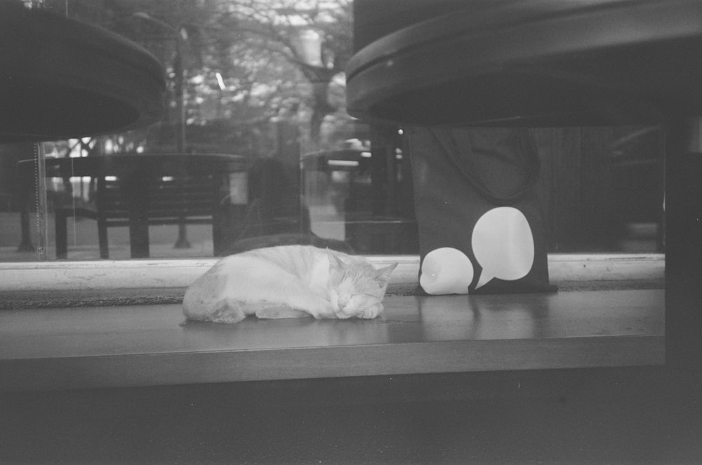 a cat laying on the ground in front of a window