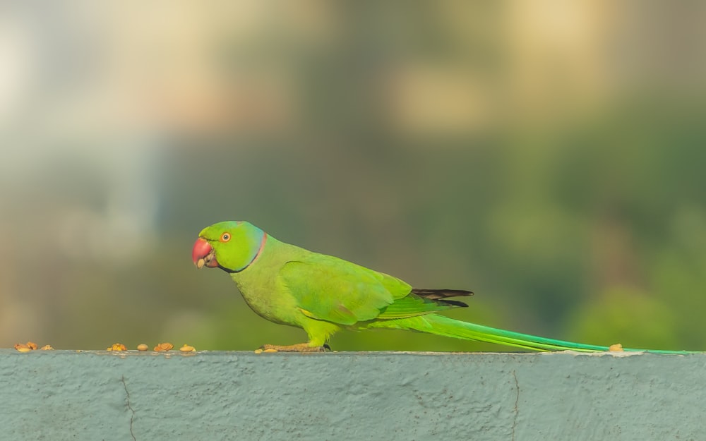 a green bird sitting on top of a cement wall