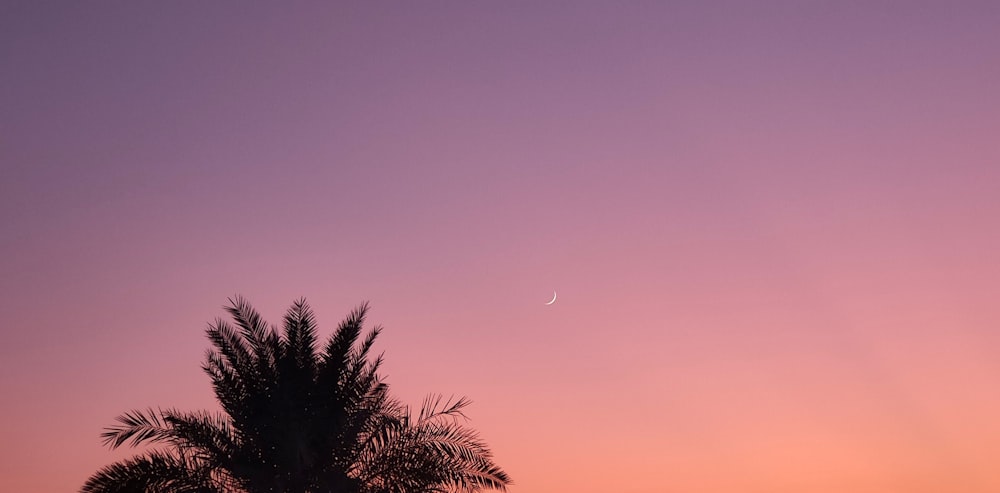 a palm tree is silhouetted against a pink sky