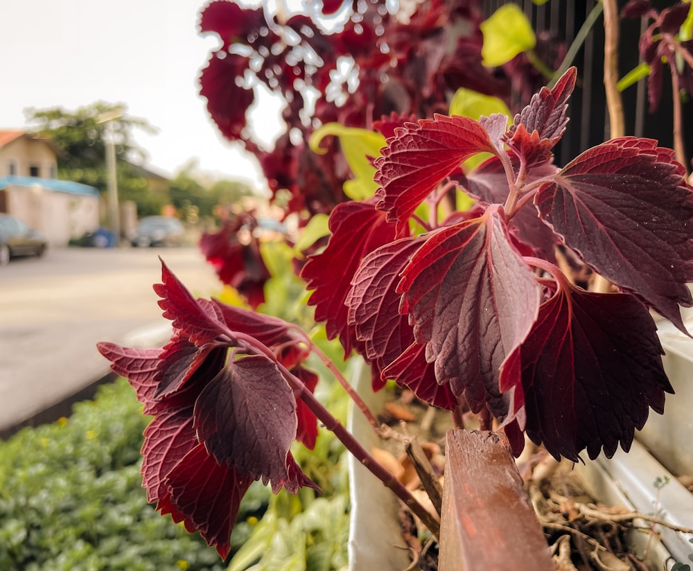 um close up de uma planta com folhas vermelhas