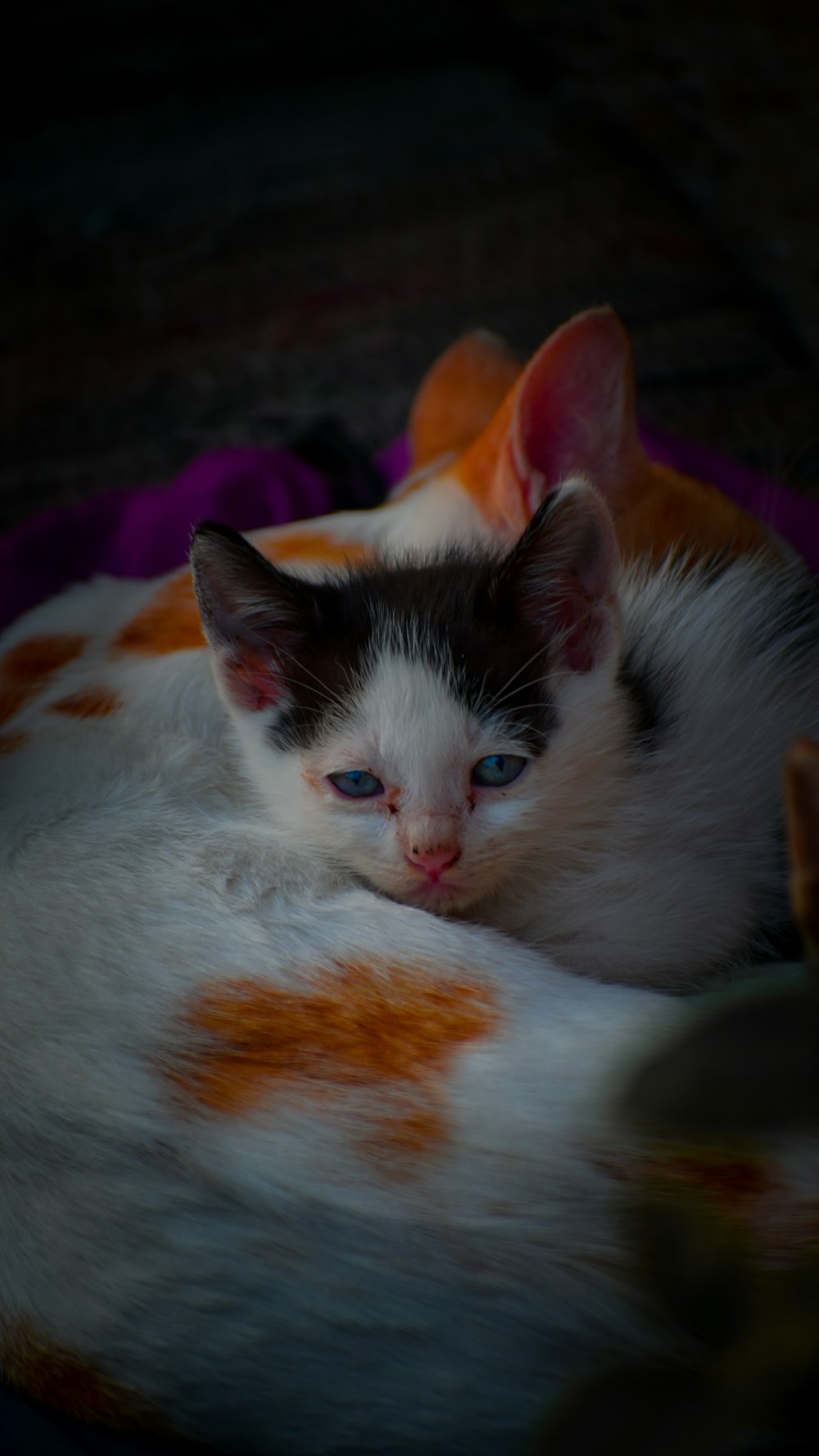 a black and white kitten with blue eyes curled up