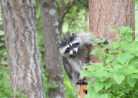 A playful raccoon peeking out from behind a tree.