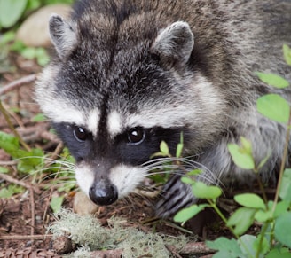 A close-up of a raccoon with its distinctive black and white facial markings, surrounded by green leaves and twigs on the forest floor.
