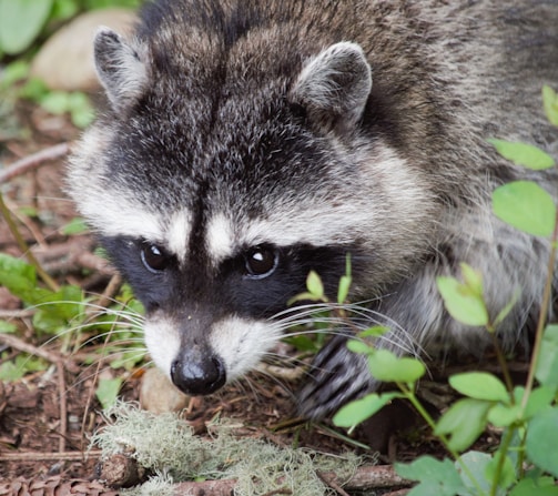 A close-up of a raccoon with its distinctive black and white facial markings, surrounded by green leaves and twigs on the forest floor.