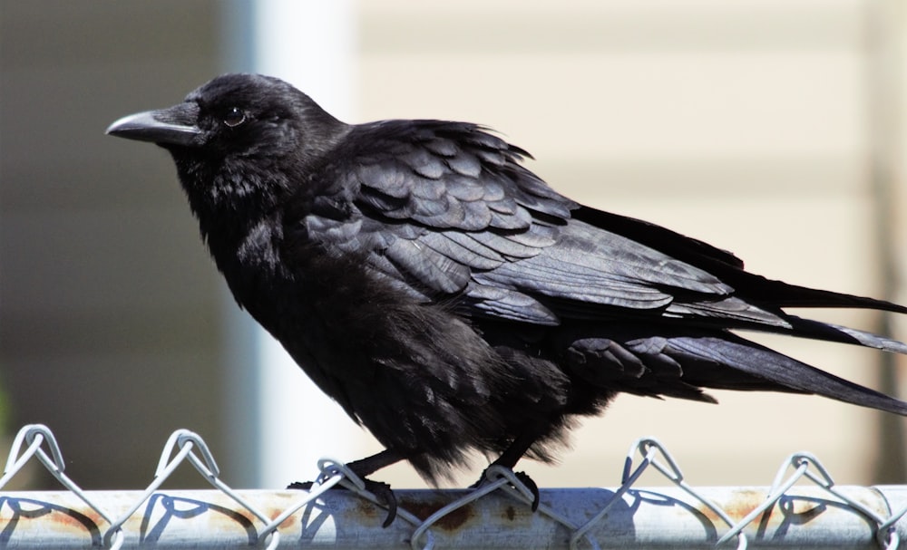 um pássaro preto sentado em cima de uma cerca de metal