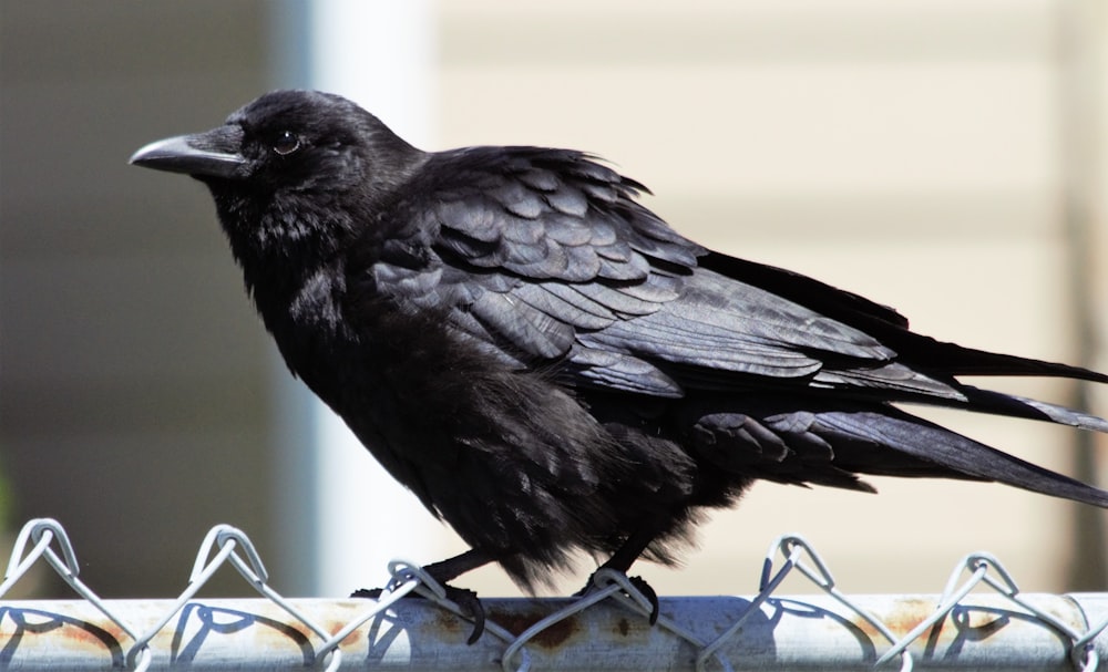 a black bird sitting on top of a metal fence
