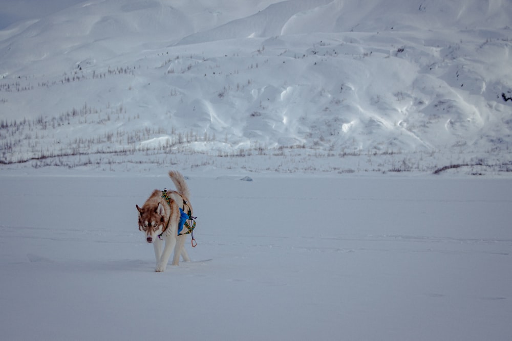 Un perro que camina en la nieve