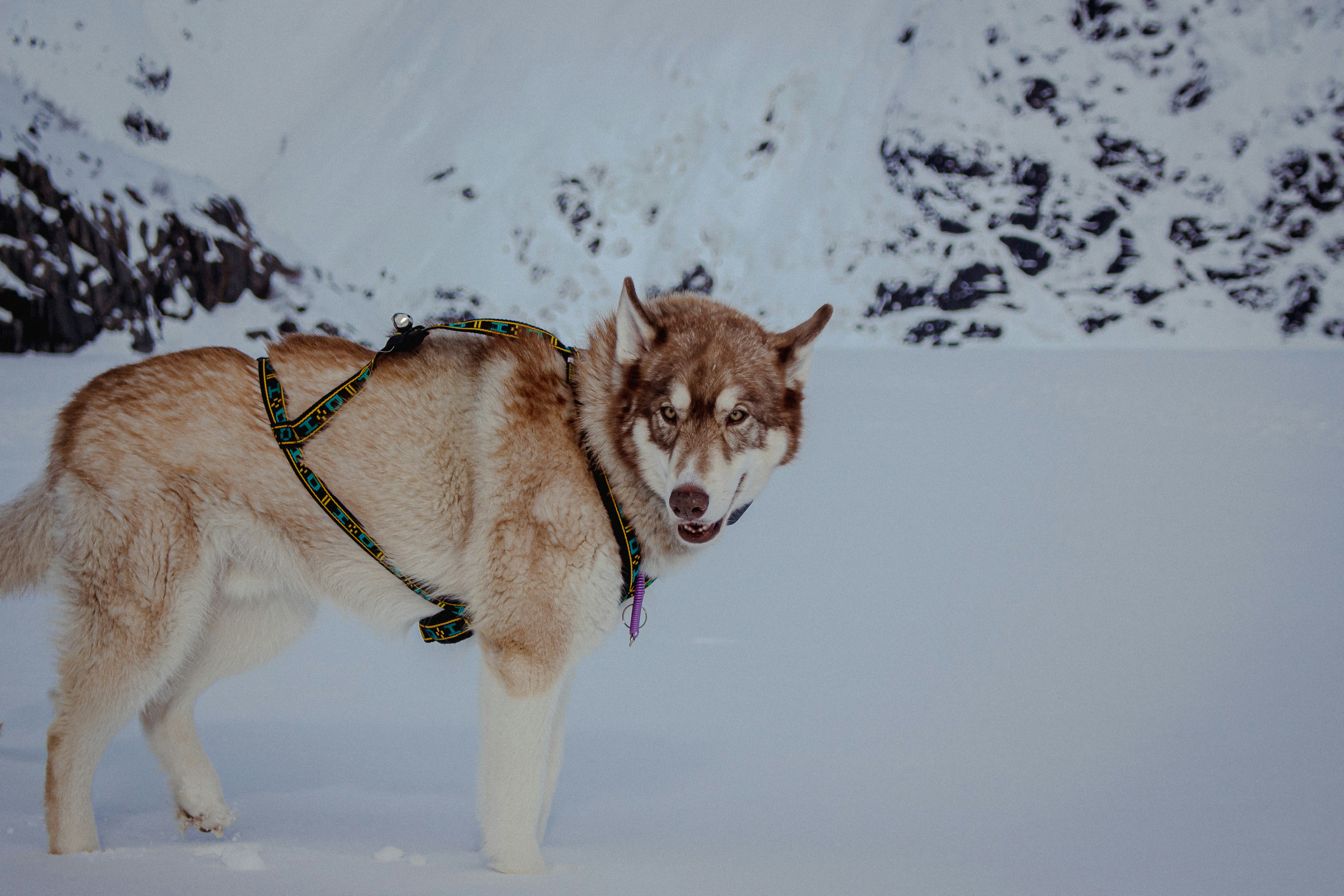 um husky em pé na neve com um arnês ligado
