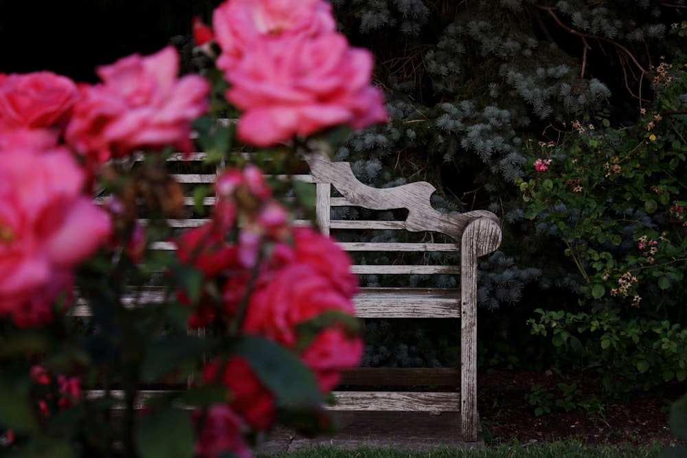 a wooden bench surrounded by pink roses in a garden