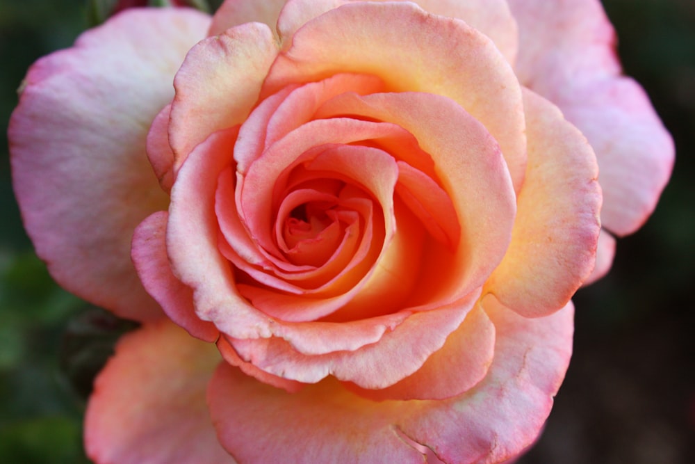 a close up of a pink and yellow rose