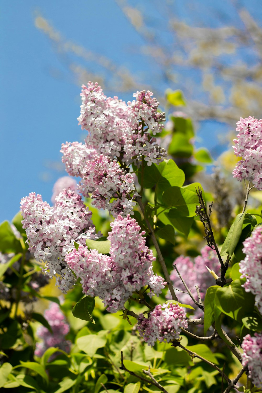 a bunch of flowers that are on a tree