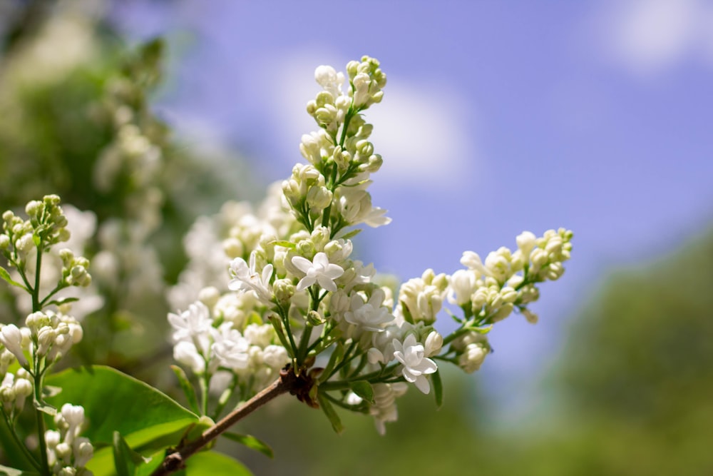 a branch of a tree with white flowers