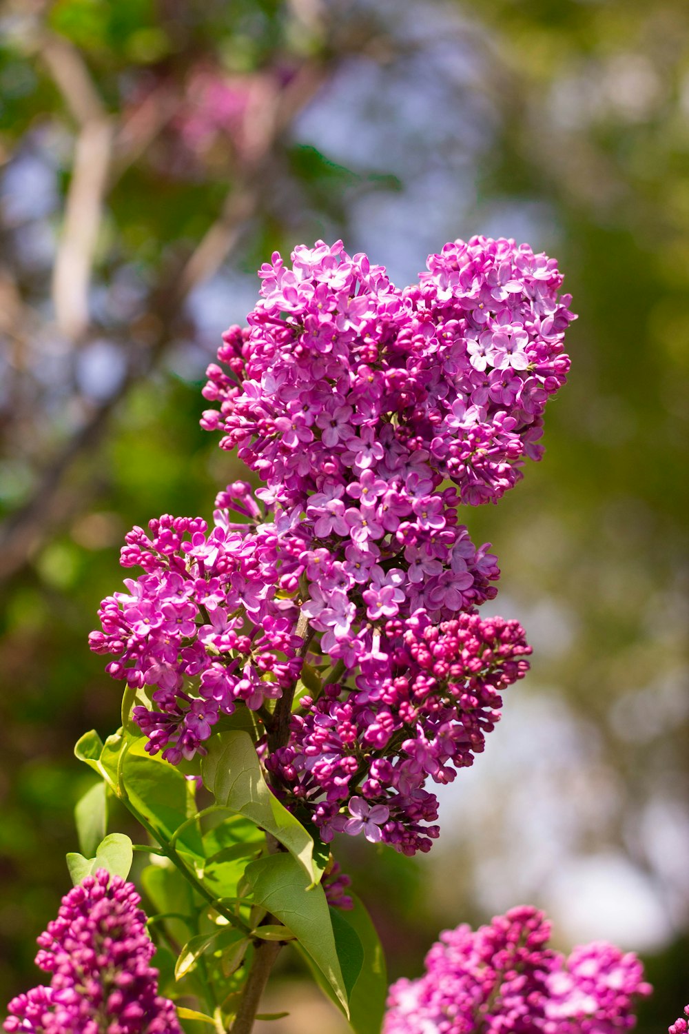 a bunch of purple flowers that are blooming