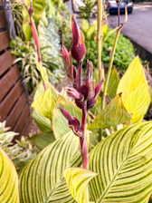 Close-up of a colorful exotic plant surrounded by artistic stickers and apparel.
