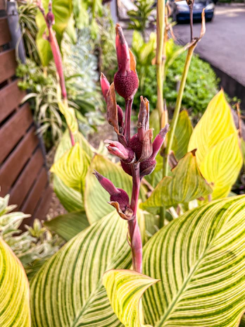 Close-up of a colorful exotic plant surrounded by artistic stickers and apparel.