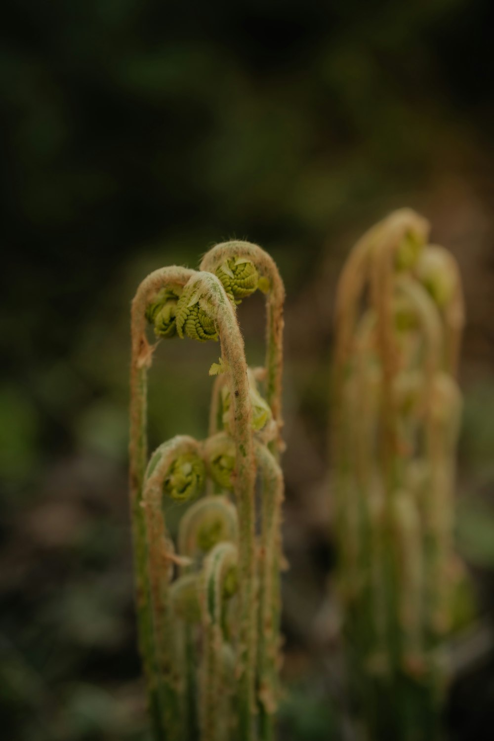 a couple of plants that are in the dirt