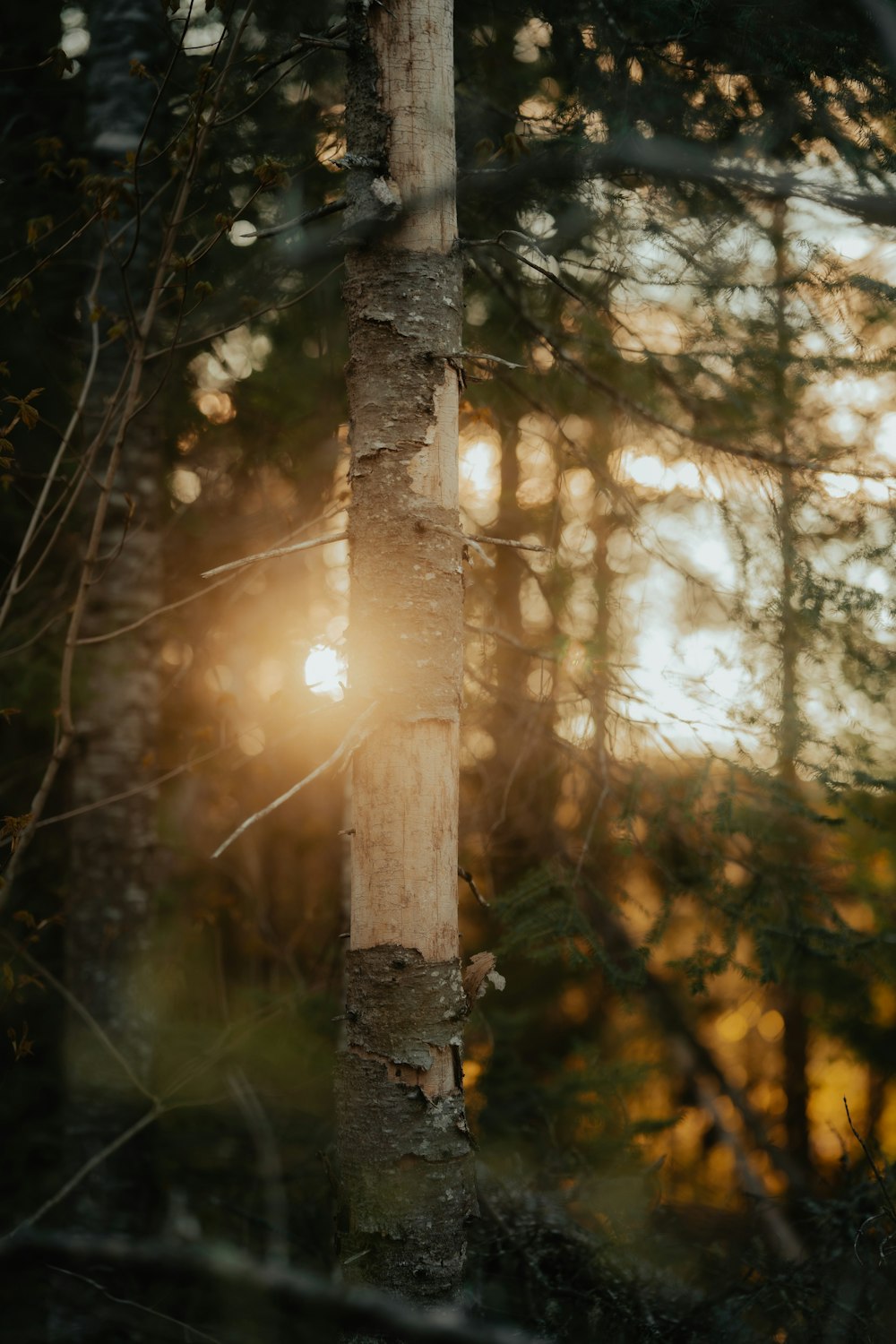 the sun is shining through the trees in the forest