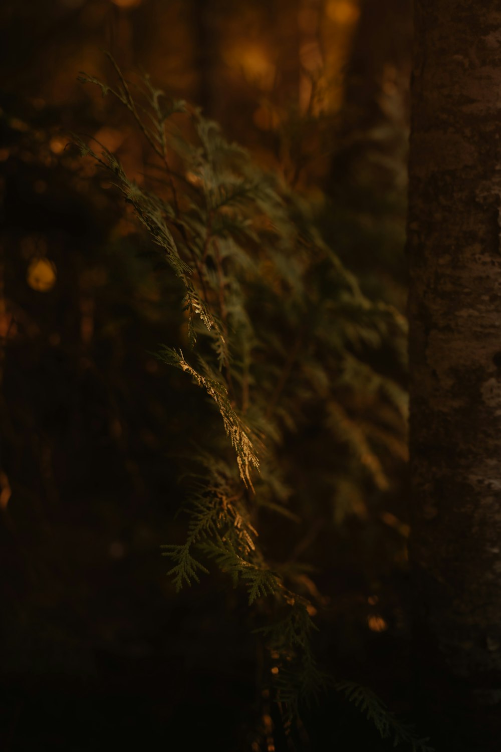 a close up of a tree with a blurry background