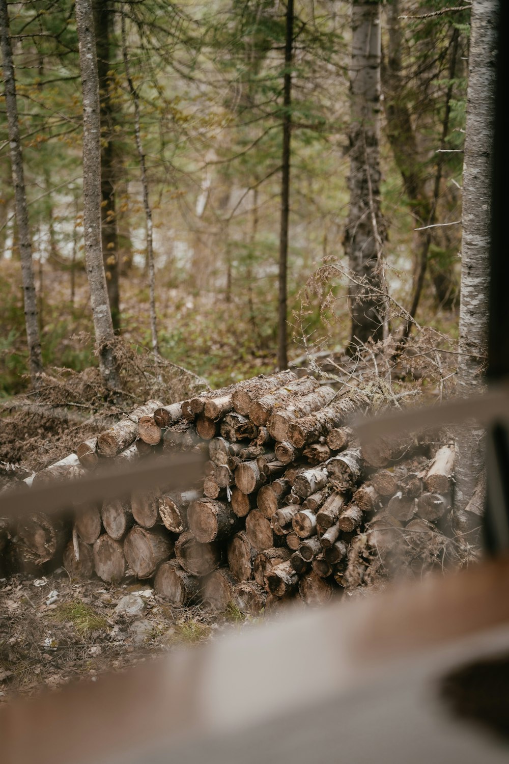uma pilha de madeira sentada no meio de uma floresta