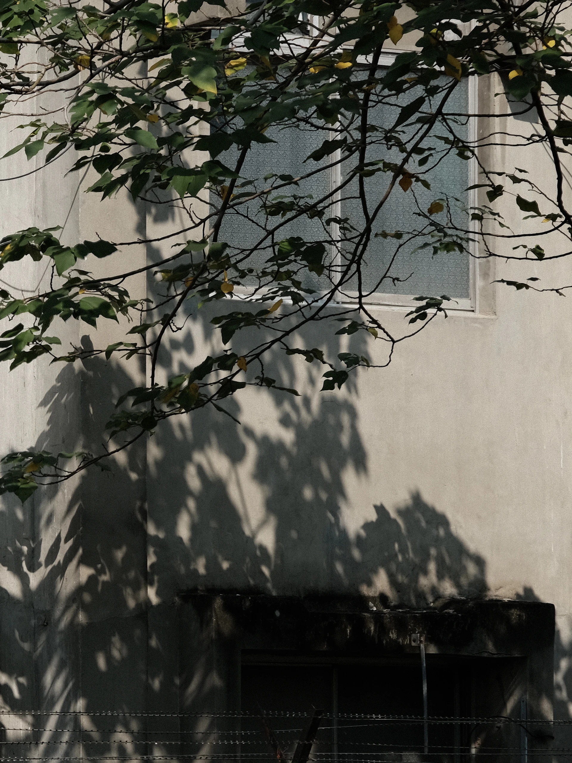 a tree casts a shadow on a building