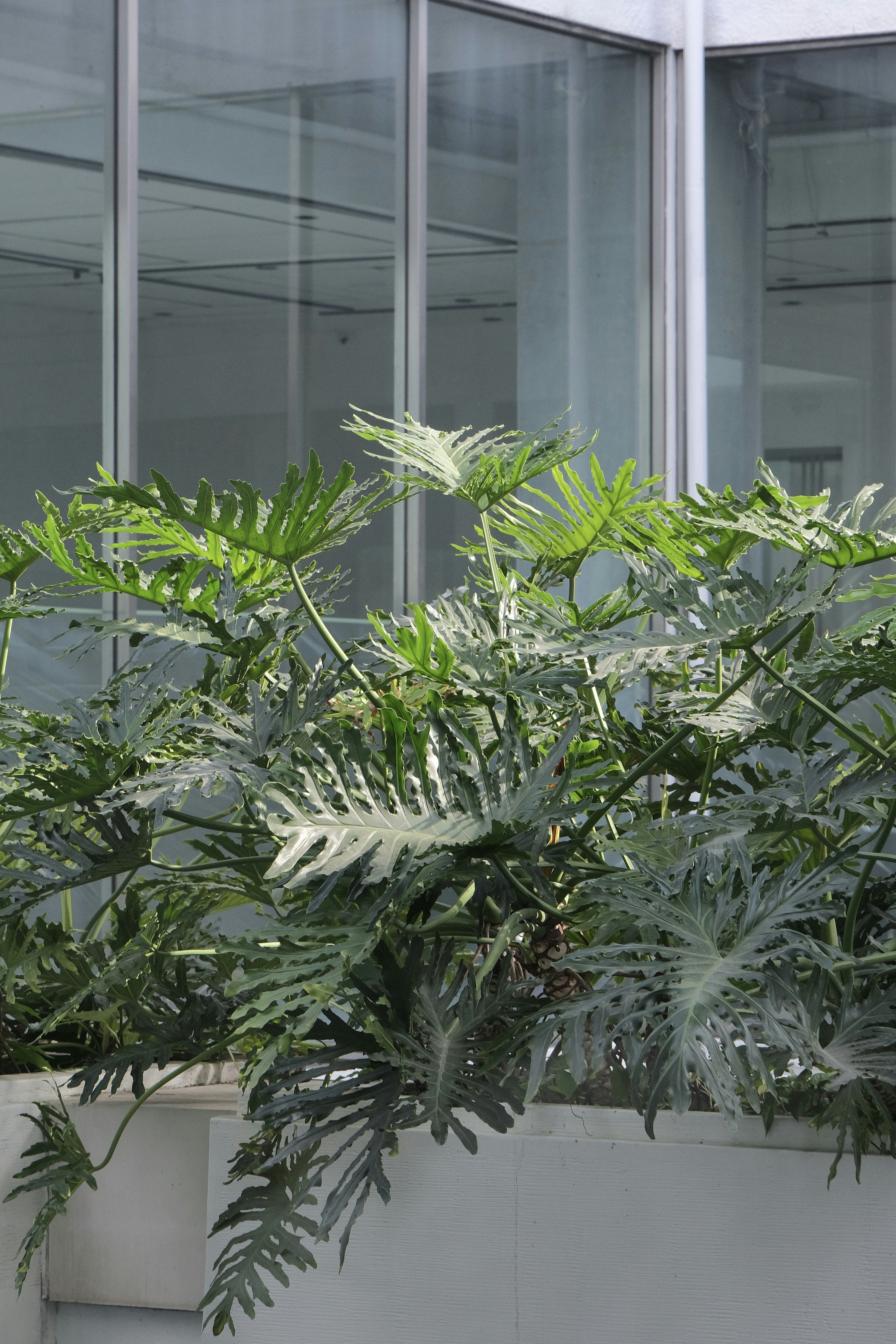 Top Indoor Grown Indica Strain profiles That Deliver Deep Relaxation on a Budget