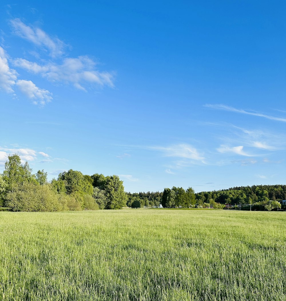 a field of grass with trees in the background