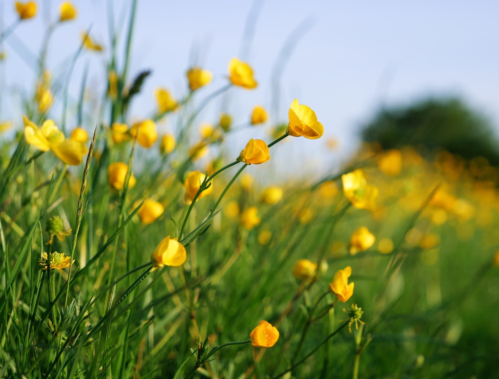 a field full of yellow flowers on a sunny day
