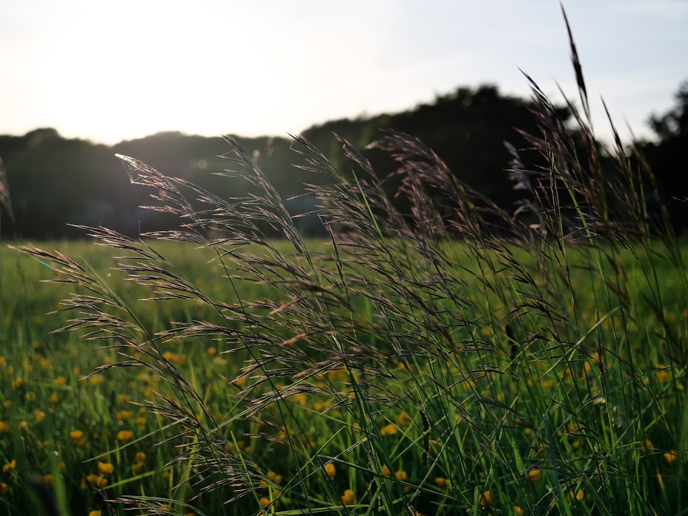 a grassy field with yellow flowers and trees in the background