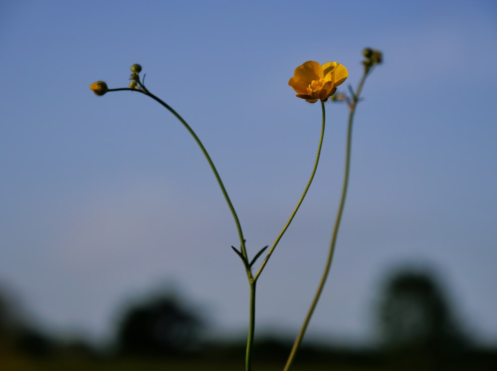 a single yellow flower with a blue sky in the background