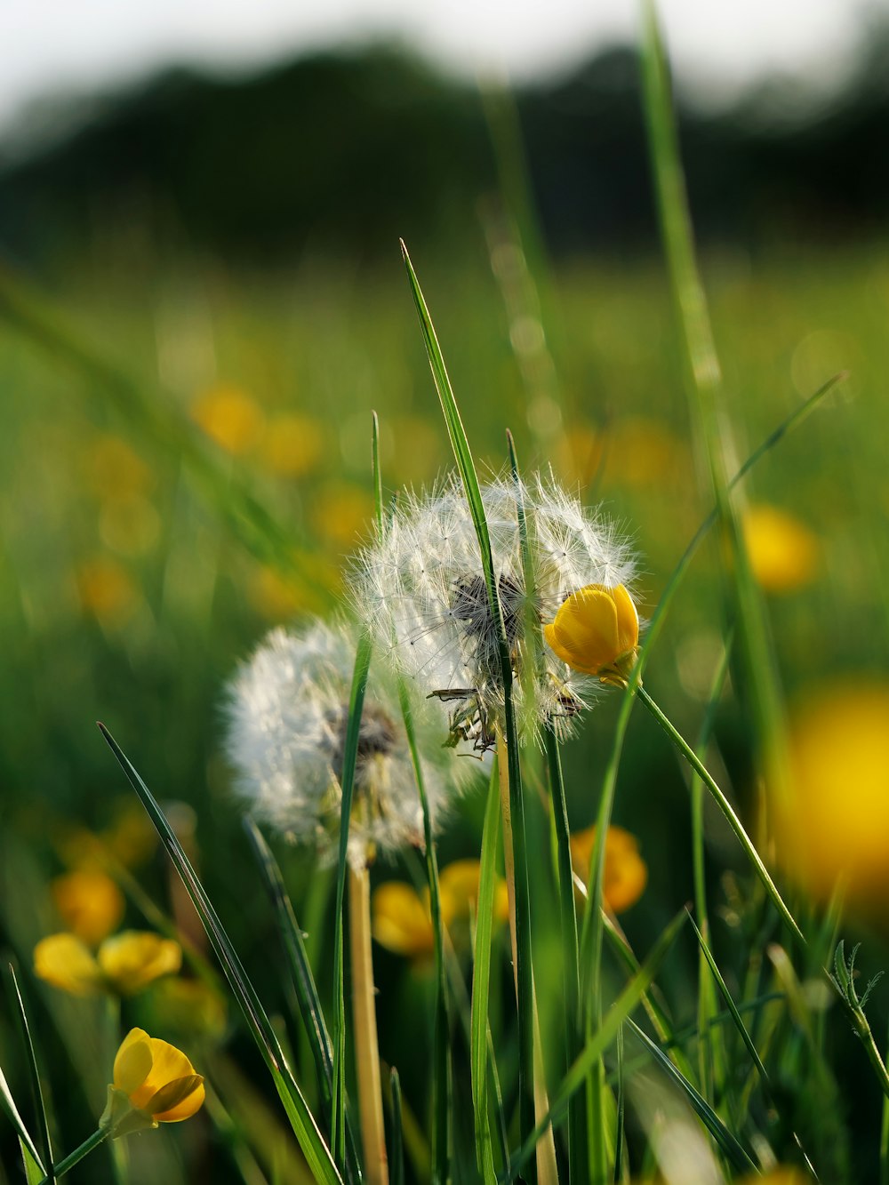 a dandelion sitting in the middle of a field