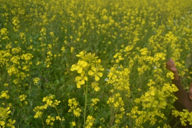 Farmers handpicking mustard seeds in a sunlit field with lush greenery.