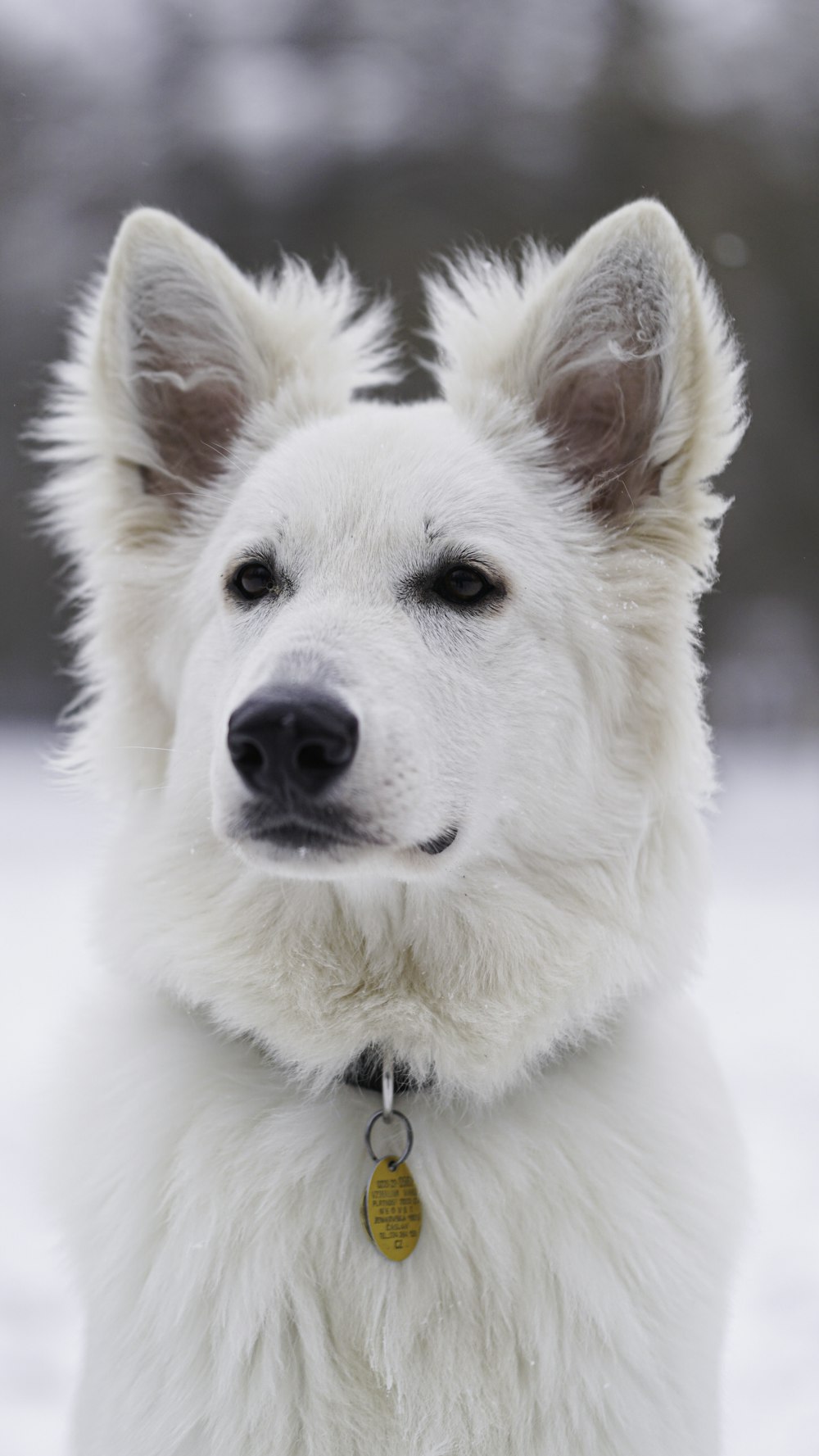 a close up of a white dog in the snow