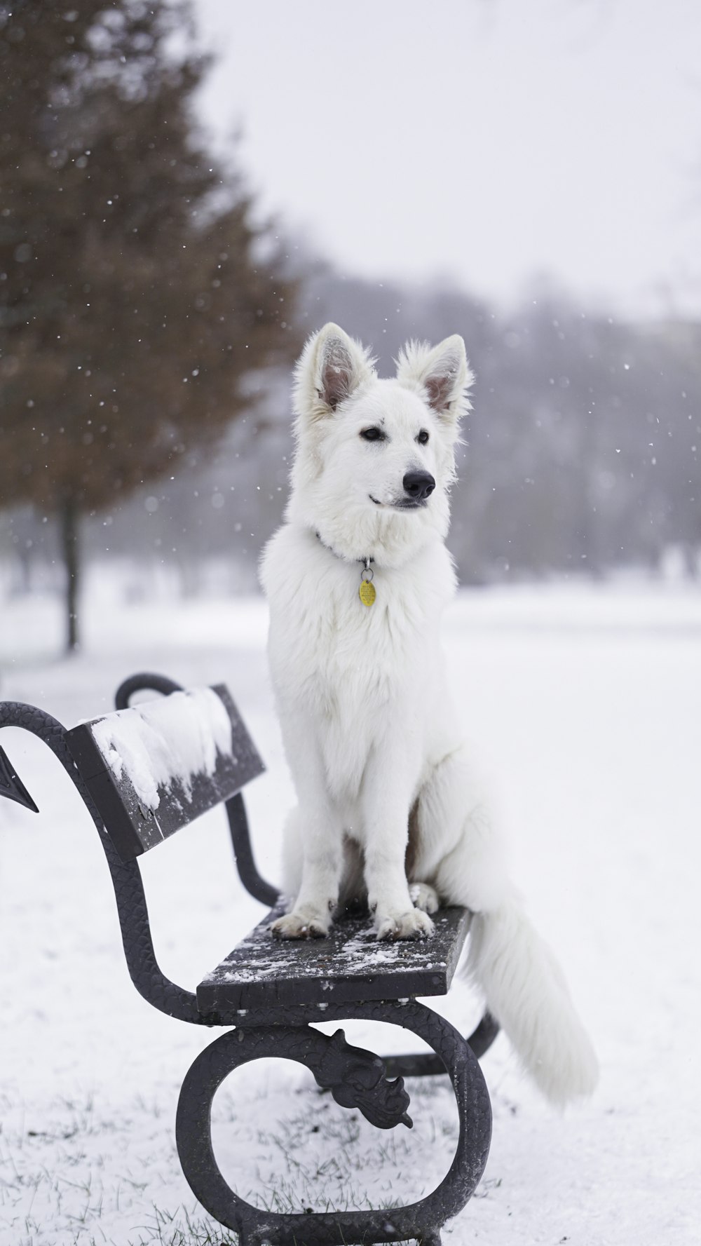 a white dog sitting on a bench in the snow