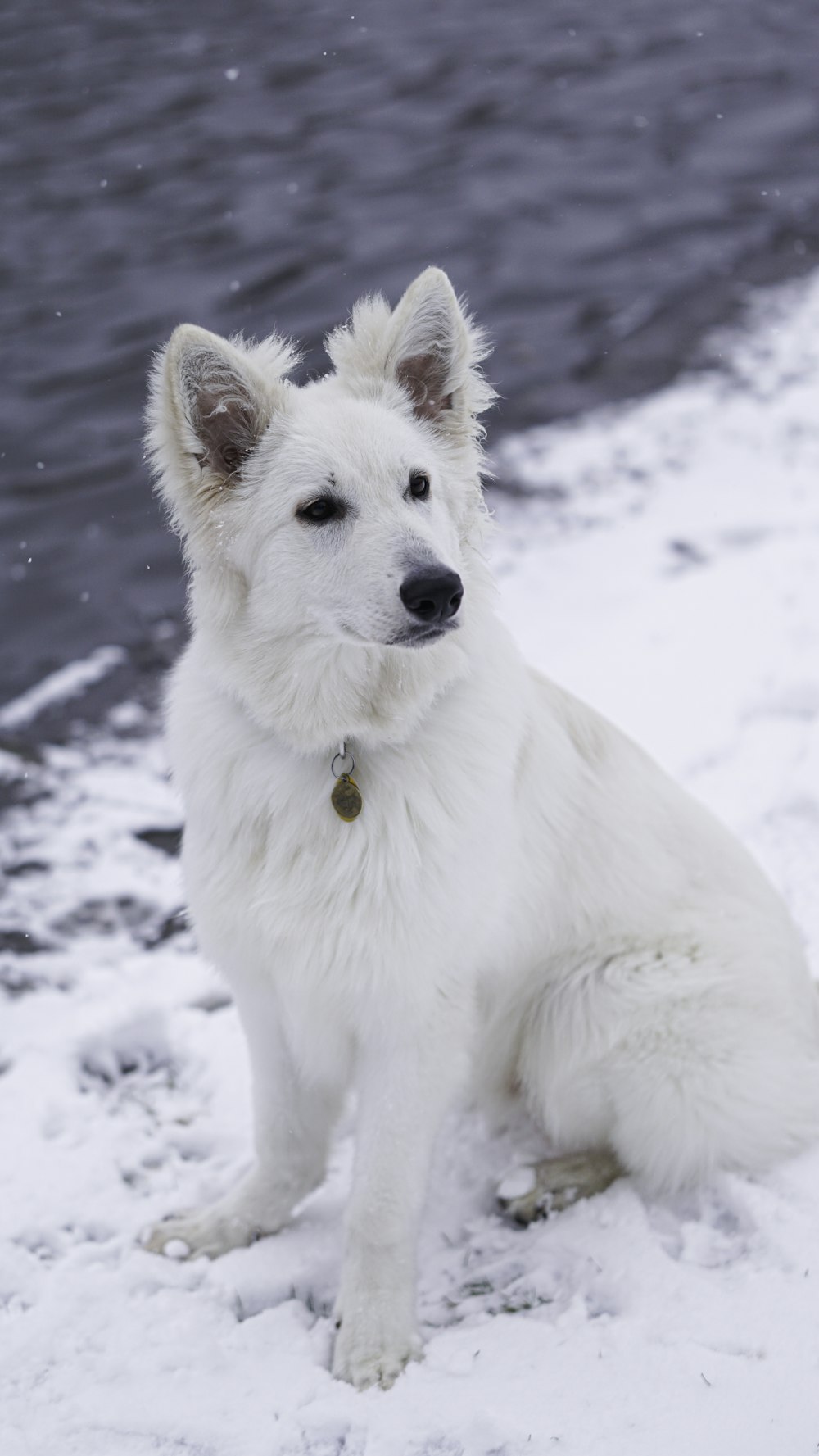 a white dog is sitting in the snow