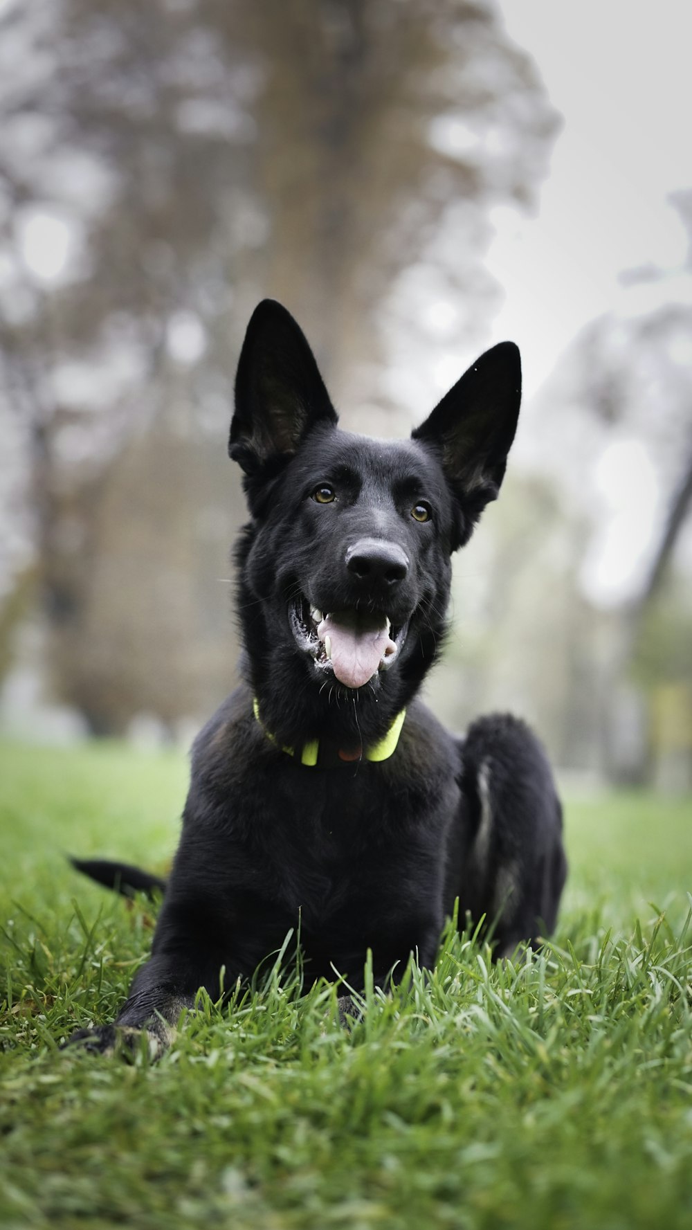 a black dog laying on top of a lush green field